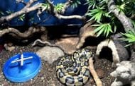 Setting Up Your First Ball Python Habitat: A Beginner’s Guide
