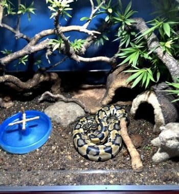 Setting Up Your First Ball Python Habitat: A Beginner’s Guide