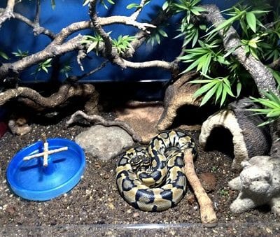 Setting Up Your First Ball Python Habitat: A Beginner’s Guide