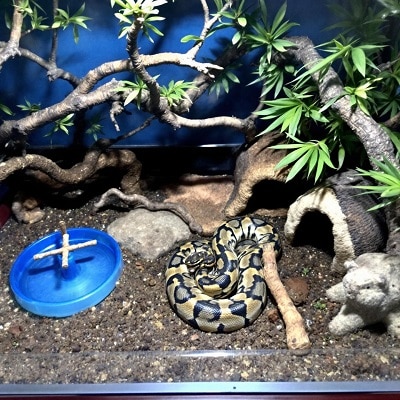 Setting Up Your First Ball Python Habitat: A Beginner’s Guide