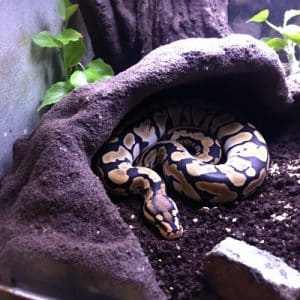 ball python hide