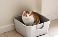 What’s the Best Litter Box Setup? A Complete Guide!